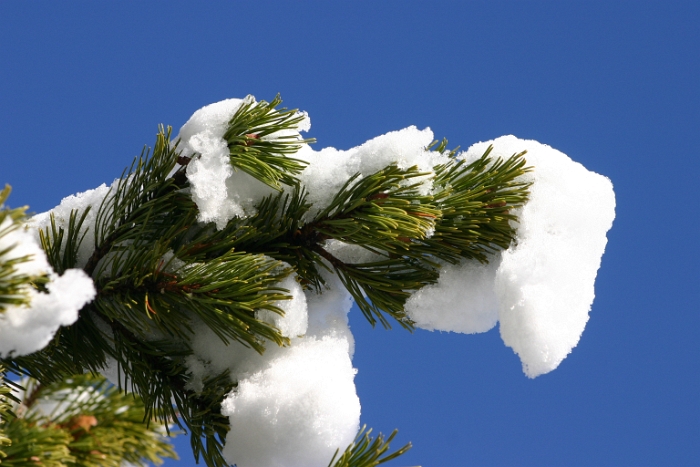 Vignes neige Chardonne - 051